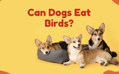 Can Dogs Eat Birds? Is It Safe & What To Know!